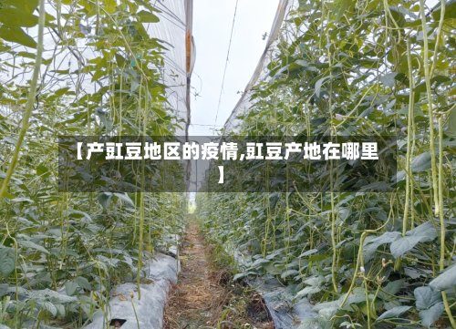 【产豇豆地区的疫情,豇豆产地在哪里】