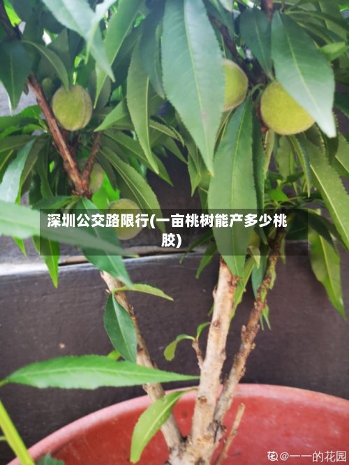 深圳公交路限行(一亩桃树能产多少桃胶)-第3张图片