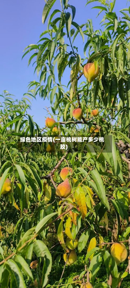 绿色地区疫情(一亩桃树能产多少桃胶)-第2张图片