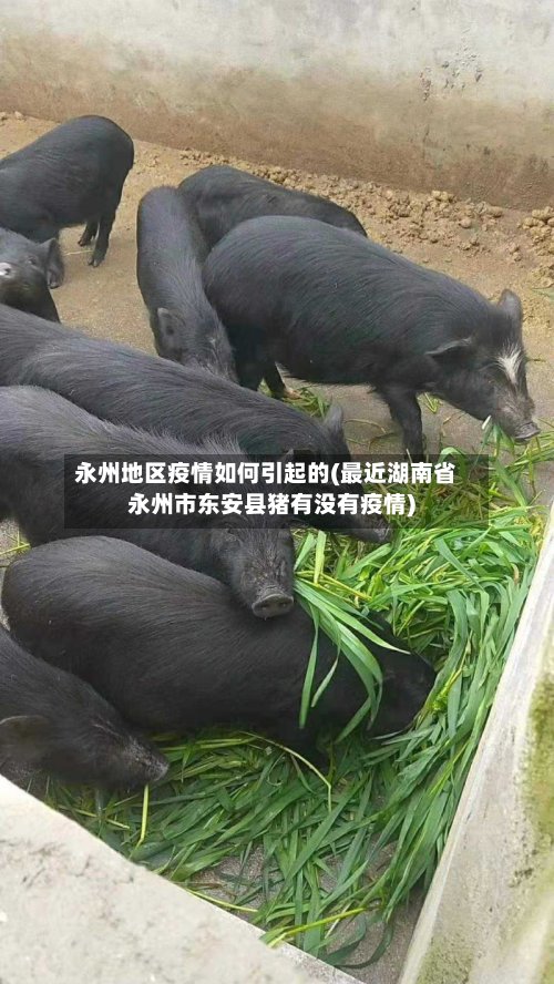 永州地区疫情如何引起的(最近湖南省永州市东安县猪有没有疫情)-第3张图片