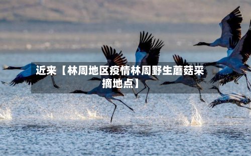 近来【林周地区疫情林周野生蘑菇采摘地点】-第3张图片