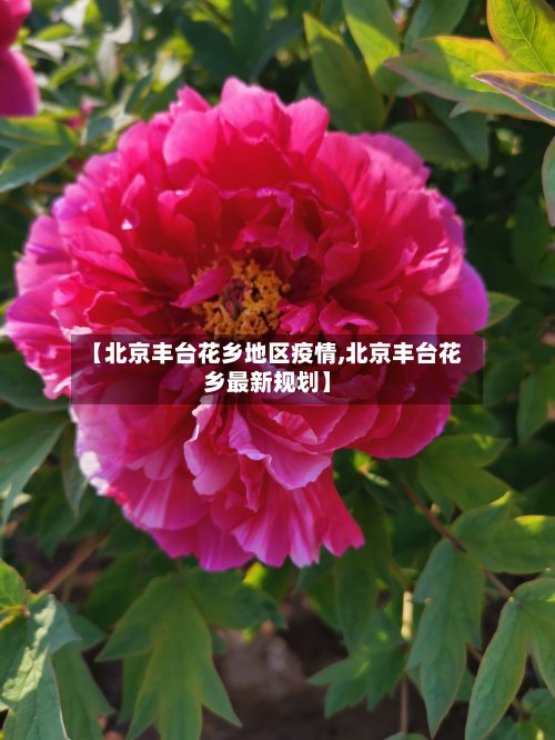 【北京丰台花乡地区疫情,北京丰台花乡最新规划】-第2张图片